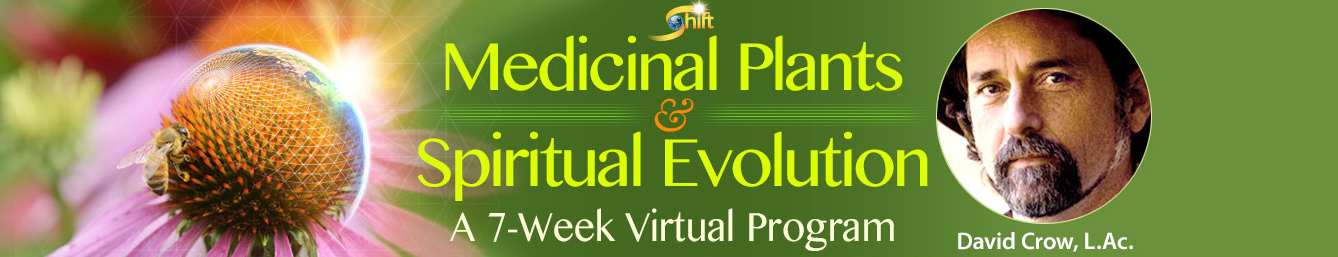 David Crow - Medicinal plants & Spiritual Evolution